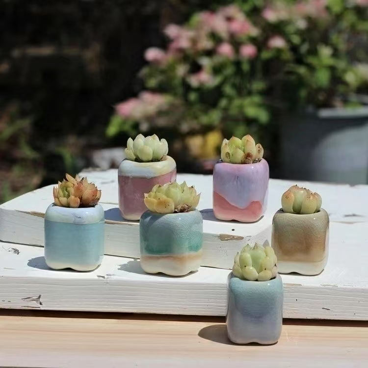 6 Adet Mini Saksı Succulents K - Plant Desk Mini incelemesi ve fiyatı